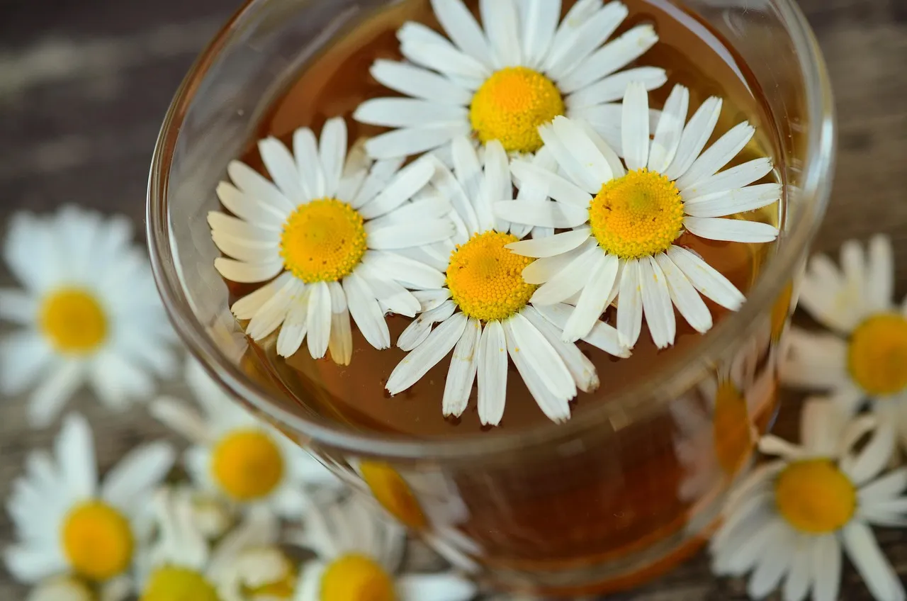 Une tasse en verre remplie de camomille, entourée de fleurs de camomille fraîches