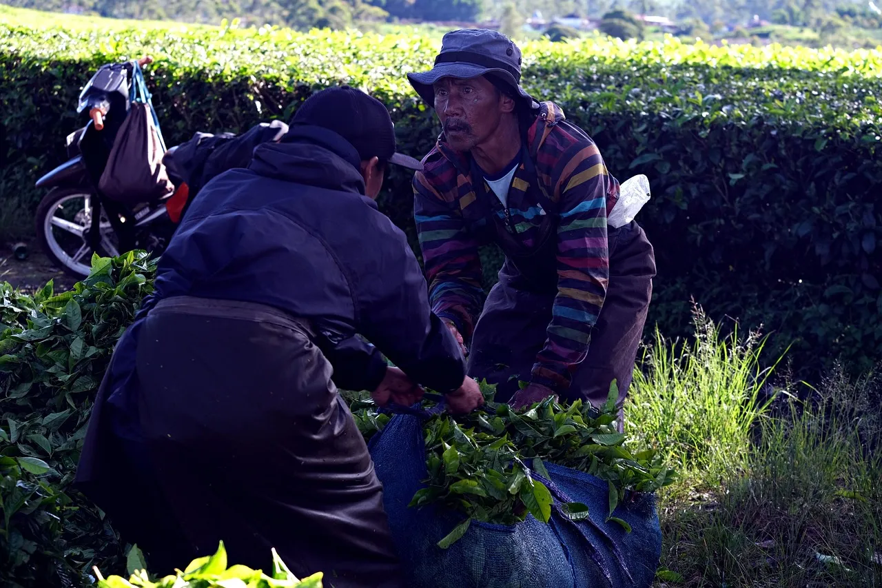 Des mains cueillant de jeunes pousses de thé dans une plantation