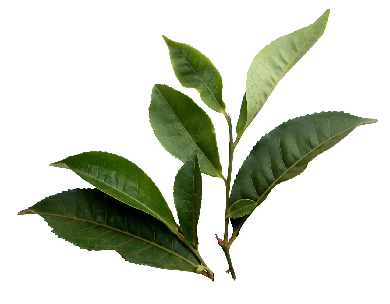 Un brin de feuilles de thé fraîches avec un bourgeon à son extrémité