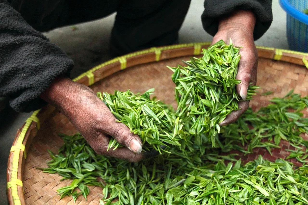 Des mains retournant des feuilles de thé vert fraîches dans un large panier en bambou