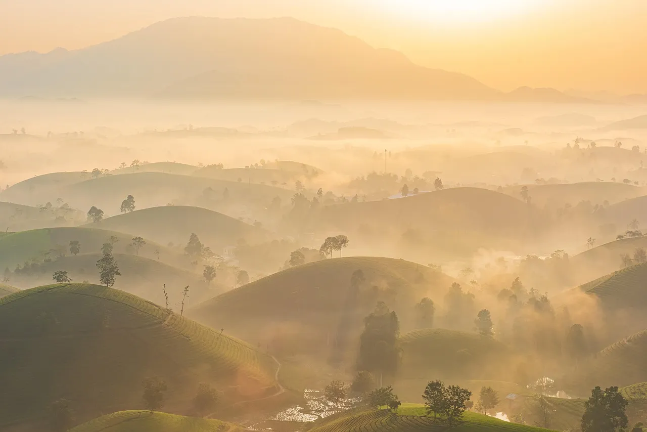 Des collines couvertes de plantations de thé dans la brume au lever du soleil