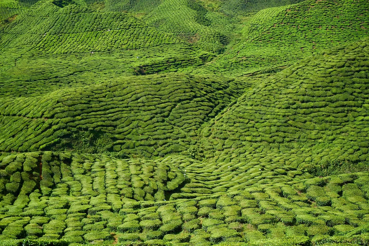 Rangées de théiers couvrant des collines verdoyantes