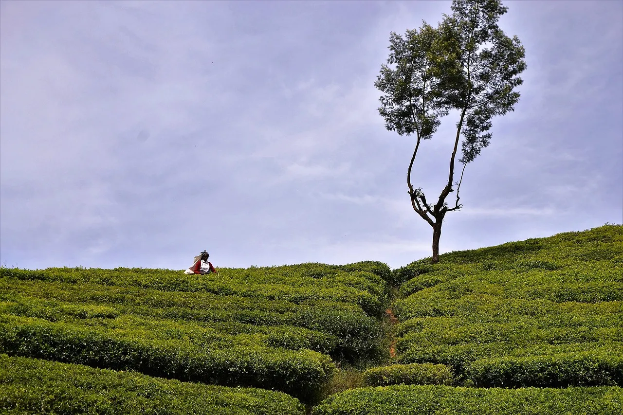 Un arbre isolé sur une colline couverte de théiers au Sri Lanka