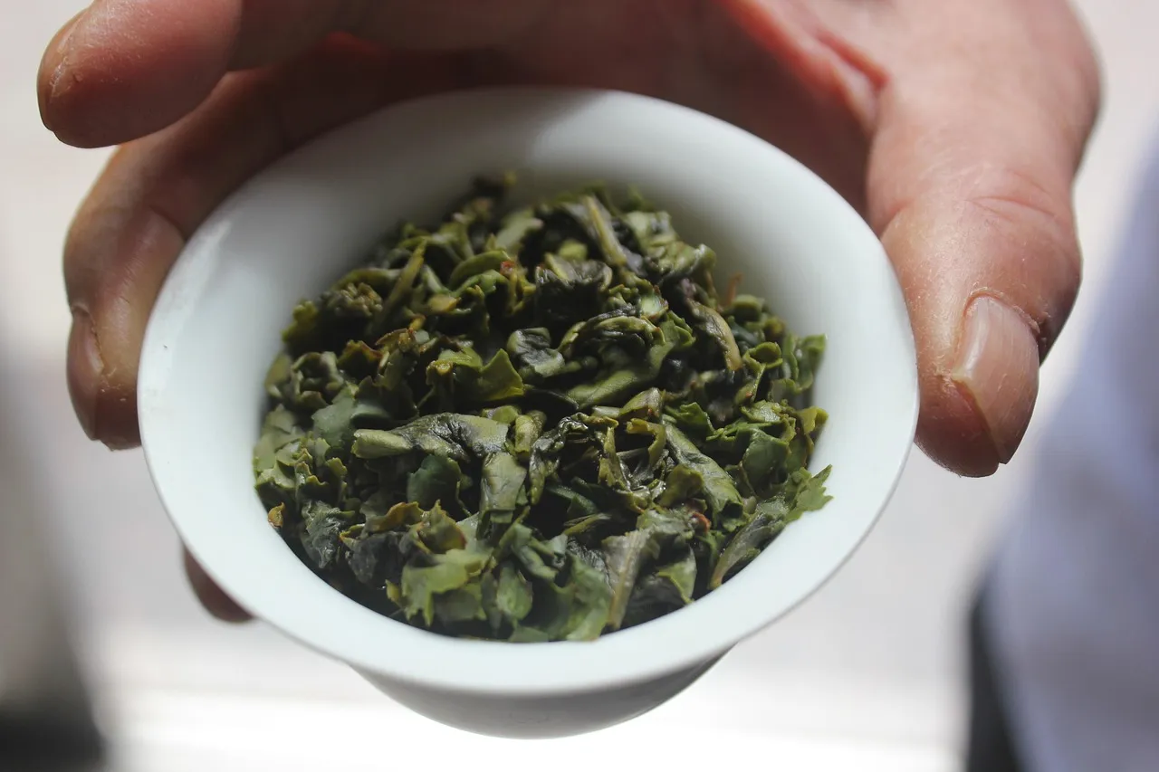 Une main tenant un petit bol d’oolong Tieguanyin vert roulé